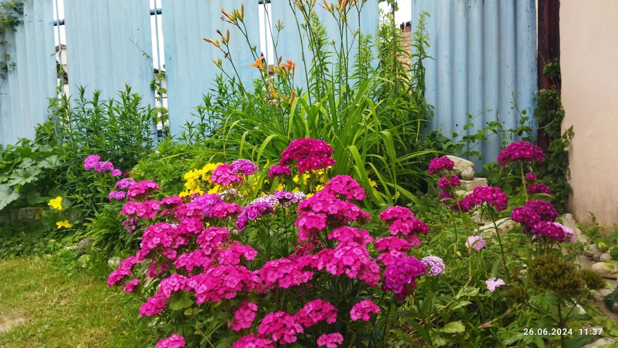 Lucky Cat Hotel Nová Lesná Екстериор снимка